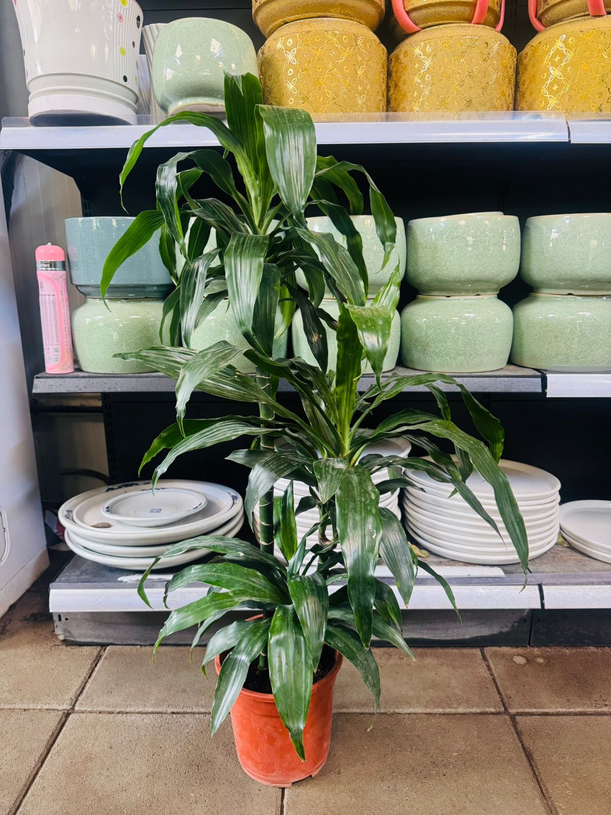 Dracaena Fragrans ‘Janet Craig’ - Plants Care UAE