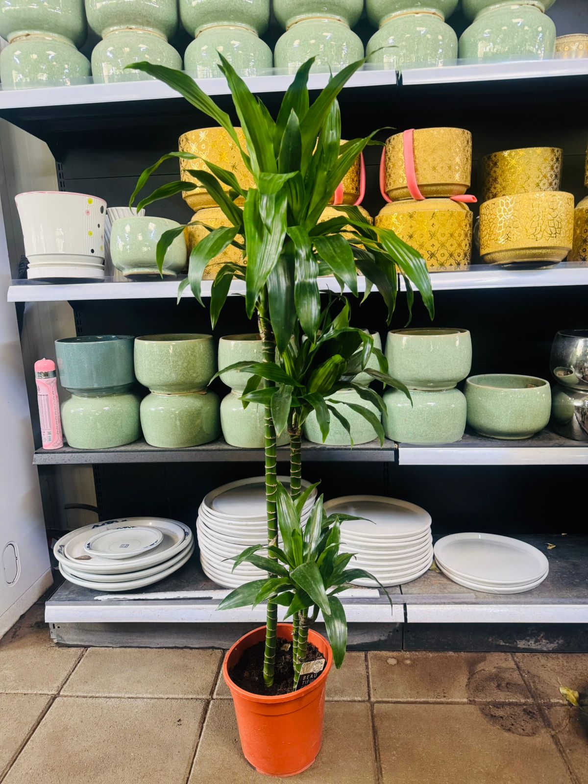 Dracaena Fragrans ‘Janet Craig’ - Plants Care UAE