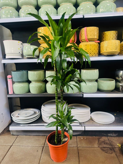 Dracaena Fragrans ‘Janet Craig’ - Plants Care UAE