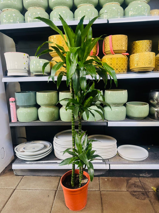 Dracaena Fragrans ‘Janet Craig’ - Plants Care UAE