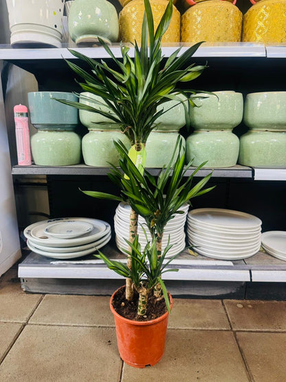 Dracaena Rikki – Corn Plant - Plants Care UAE
