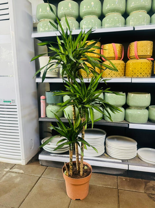 Dracaena Rikki – Corn Plant - Plants Care UAE