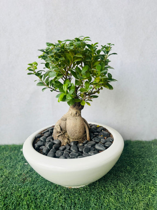 Ficus Bonsai - Plants Care UAE