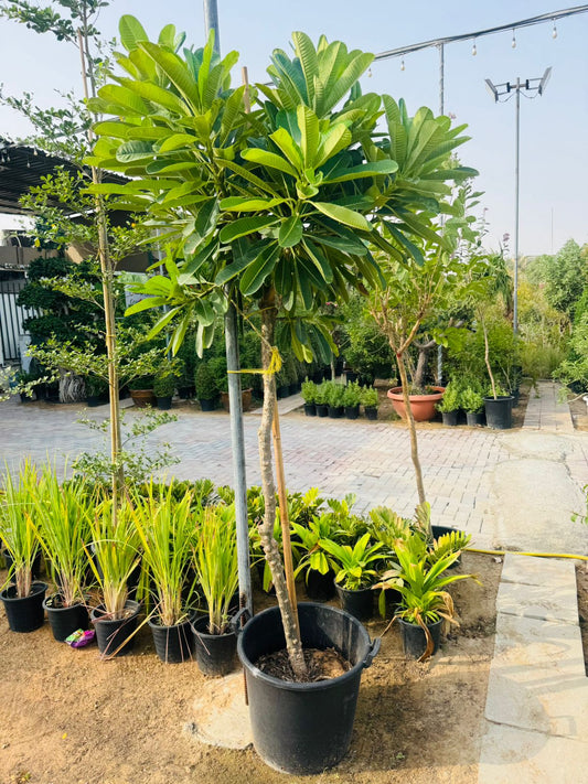 Plumeria Obtusa – Frangipani - Plants Care UAE