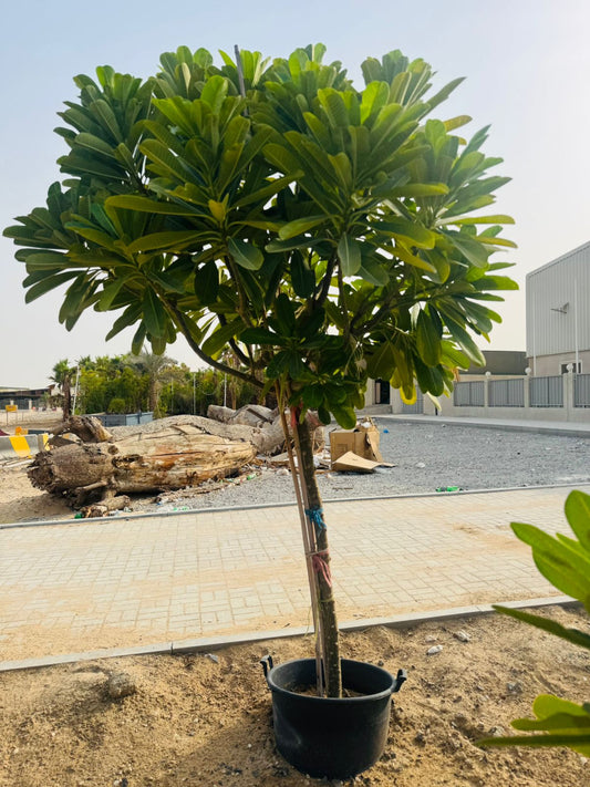 Plumeria Obtusa – Frangipani - Plants Care UAE