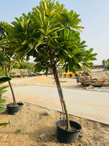 Plumeria Obtusa – Frangipani - Plants Care UAE