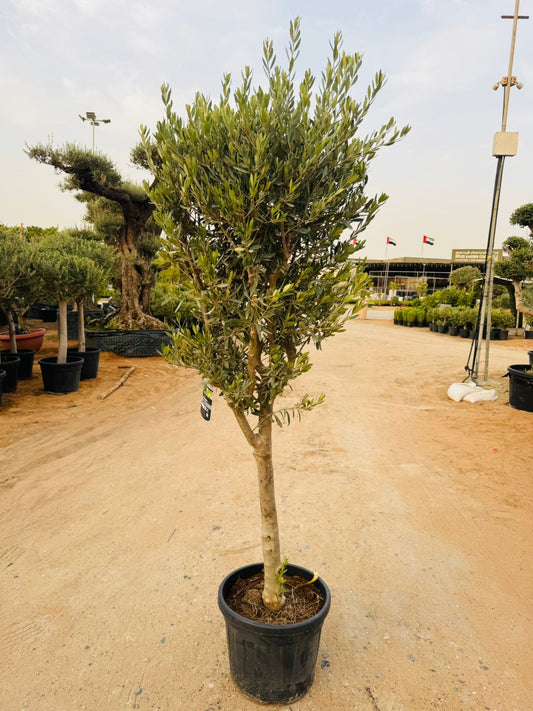 Olive Tree (Olea europaea) - Plants Care UAE